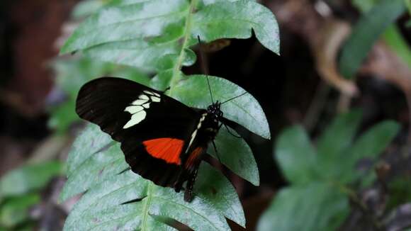 Image of Heliconius hortense Guérin-Ménéville (1829)