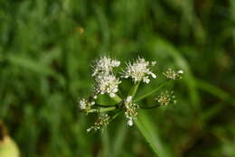 Imagem de Oenanthe pimpinelloides subsp. incrassans (Bory & Chaub.) Strid