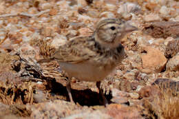 Image of Stark's Lark