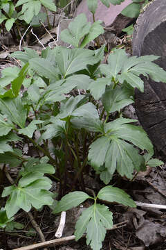 Image of cutleaf coneflower