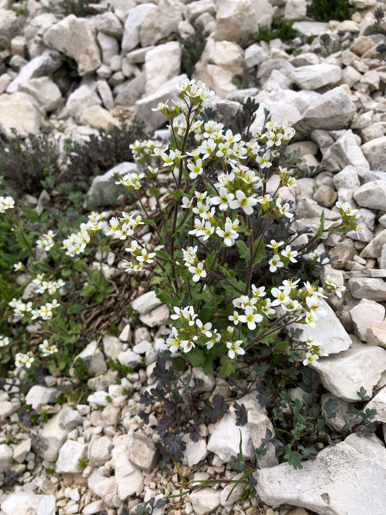 Image de Arabis alpina subsp. alpina