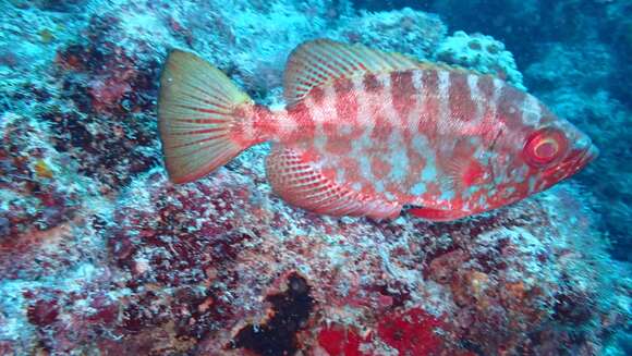 Image of Heteropriacanthus fulgens (Lowe 1838)