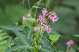 Image of Impatiens insignis DC.