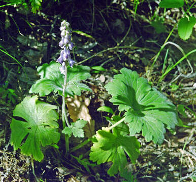 Image of Aconitum desoulavyi Komarov