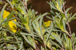 Image of Hibbertia glomerosa var. glomerosa