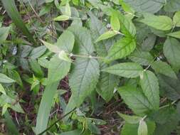 Image of Weeping sage