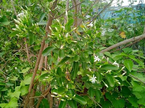 Image of Jasminum simplicifolium subsp. leratii