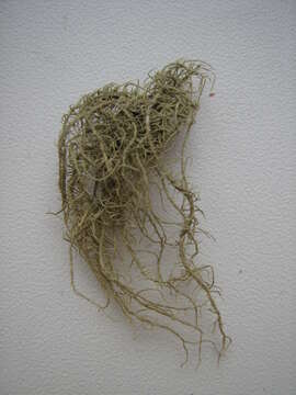 Слика од Usnea pendulina Motyka