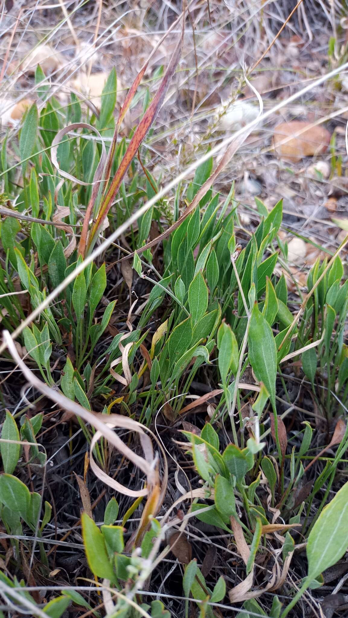 Image of Centella glabrata L.