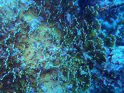 Image of Fire coral