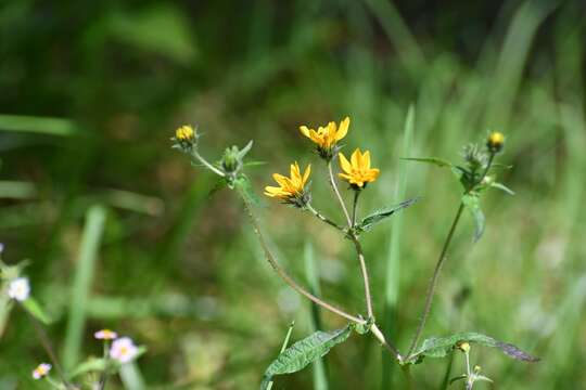 Imagem de Simsia amplexicaulis (Cav.) Pers.