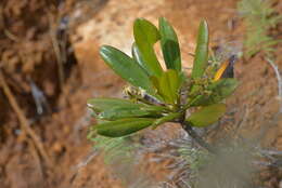 Imagem de Scaevola beckii Zahlbr.