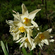 Image of Narcissus tazetta subsp. italicus (Ker Gawl.) Baker