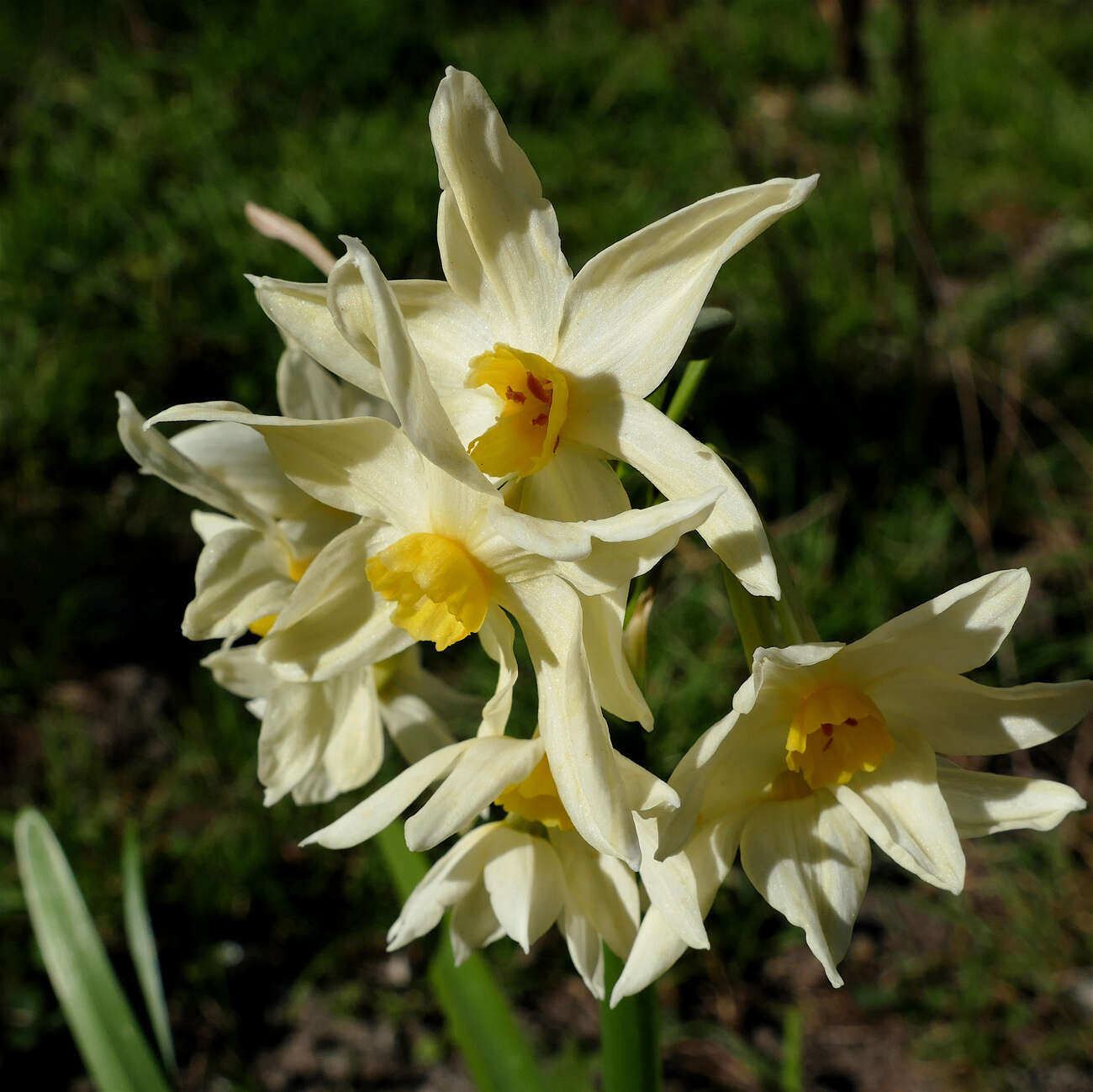 Image of Narcissus tazetta subsp. italicus (Ker Gawl.) Baker