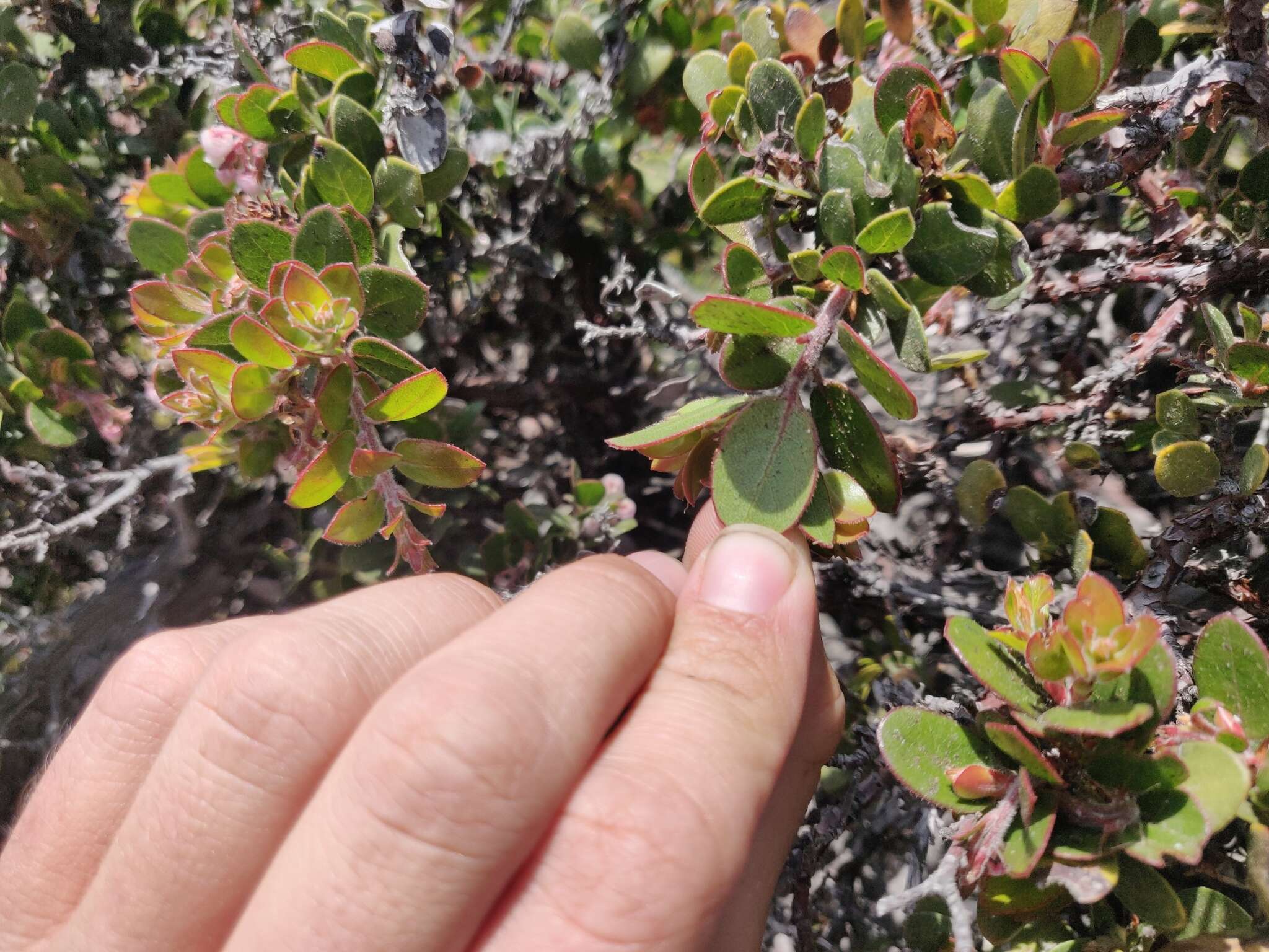 Sivun Arctostaphylos edmundsii Howell kuva