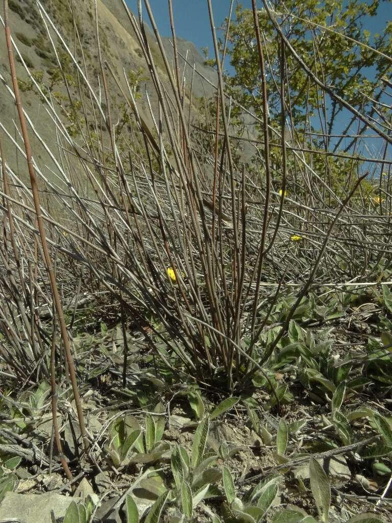 Image of Muehlenbeckia ephedroides Hook. fil.