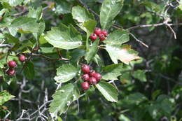 Image of Crataegus aquacervensis J. B. Phipps & O'Kennon