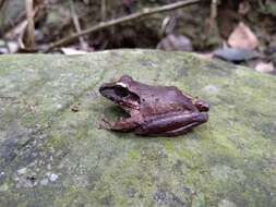 Image of Craugastor metriosistus Ospina-Sarria, Angarita-Sierra & Pedroza-Banda 2015