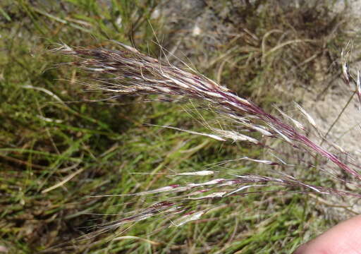 Imagem de Pentameris macrocalycina (Steud.) Schweick.