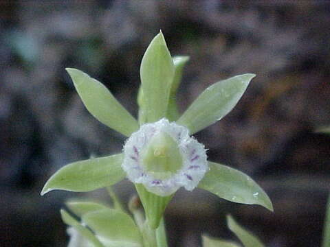 Image of Beyrich's hooded orchid