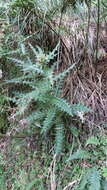 Image of Cirsium taiwanense Y. H. Tseng & Chih Y. Chang