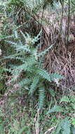 Plancia ëd Cirsium taiwanense Y. H. Tseng & Chih Y. Chang