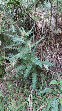 Image of Cirsium taiwanense Y. H. Tseng & Chih Y. Chang