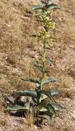 Asclepias erosa Torr.的圖片