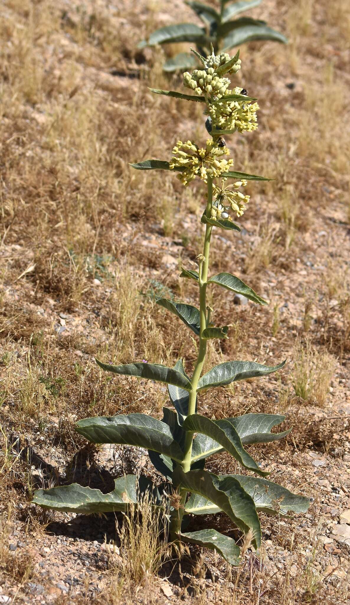 Asclepias erosa Torr.的圖片