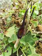 Image de Aristolochia wrightii Seem.