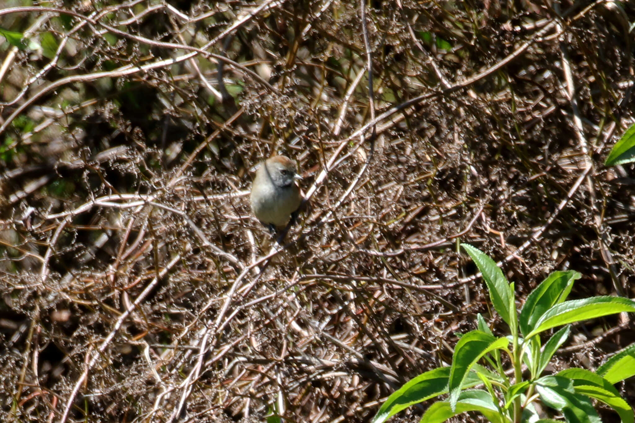 Image of Silvery-throated Spinetail