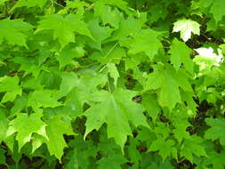 Image of sugar maple