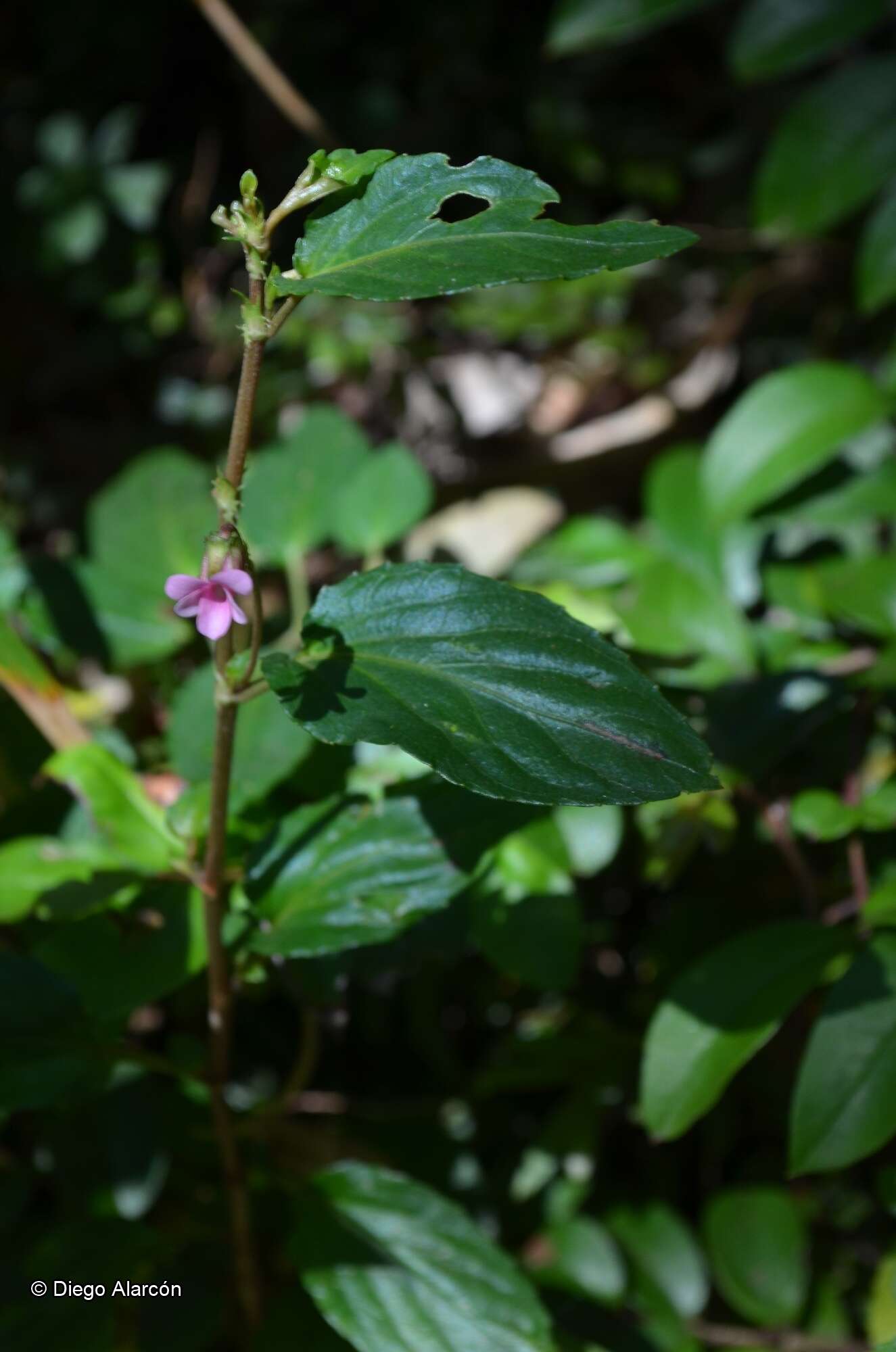 Image of Viola rubella Cav.