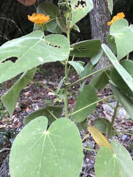 Image of false Indianmallow