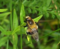 Volucella bombylans (Linnaeus 1758) resmi