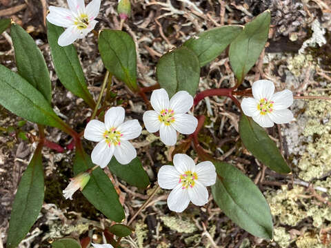 Image of Many-Stem Springbeauty