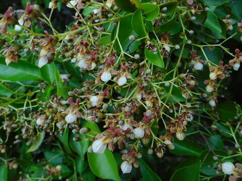 Image of Vitex tripinnata (Lour.) Merr.