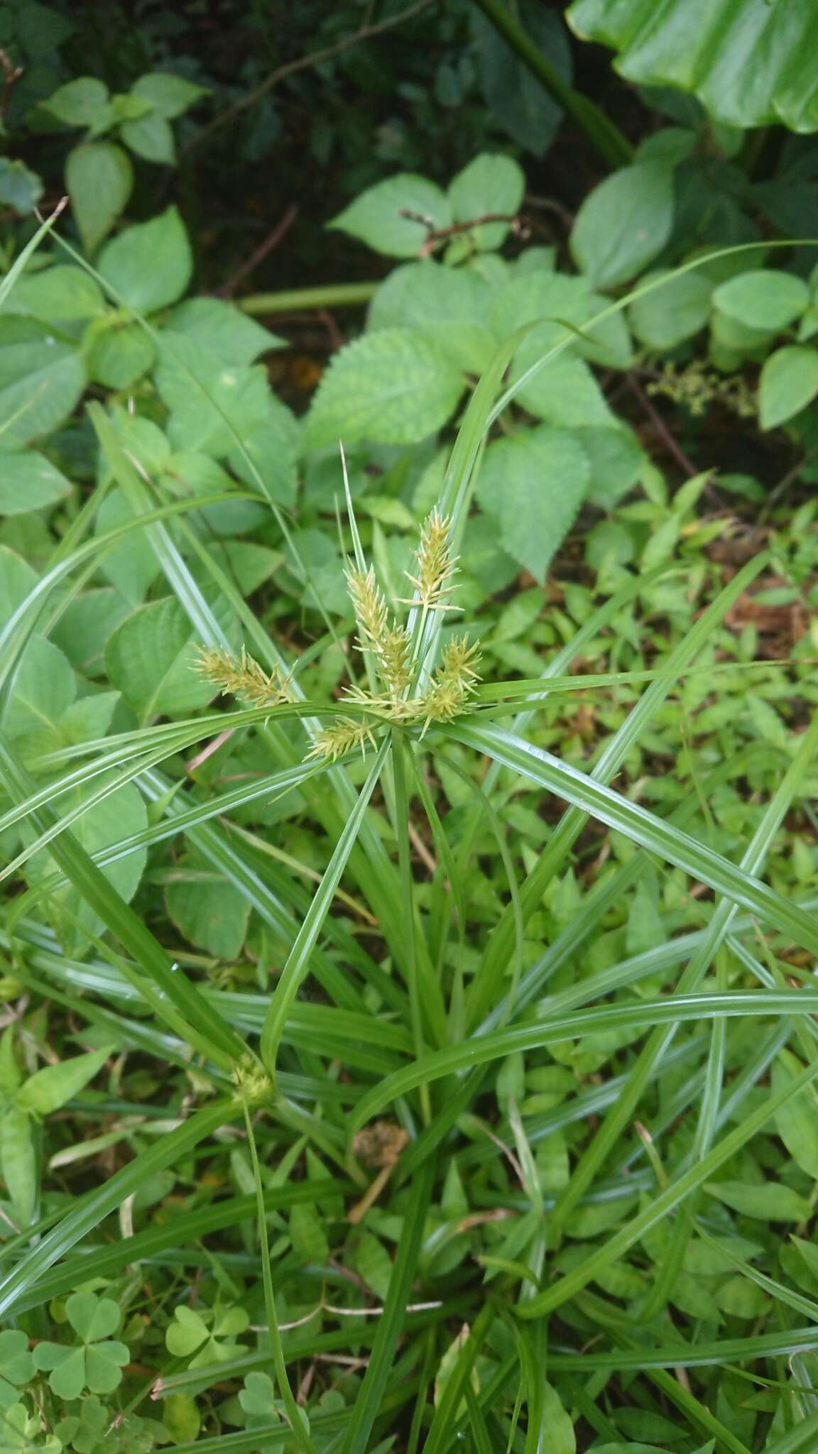 Imagem de Cyperus cyperoides (L.) Kuntze