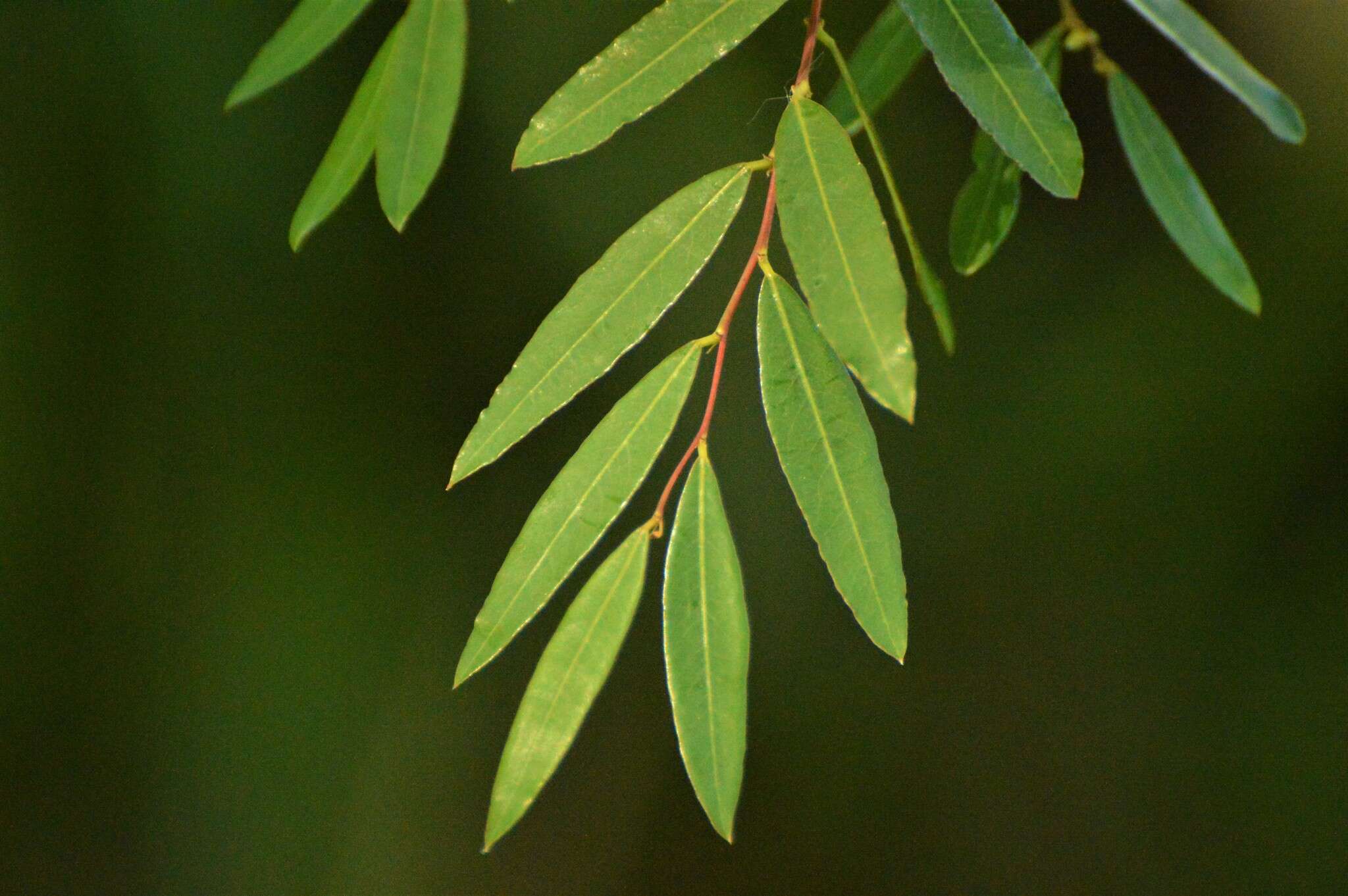 Phyllanthus sellowianus (Klotzsch) Müll. Arg.的圖片