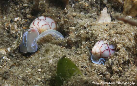 Imagem de Bullina lineata (Gray 1825)