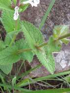 Image of Stachys kuntzei Gürke