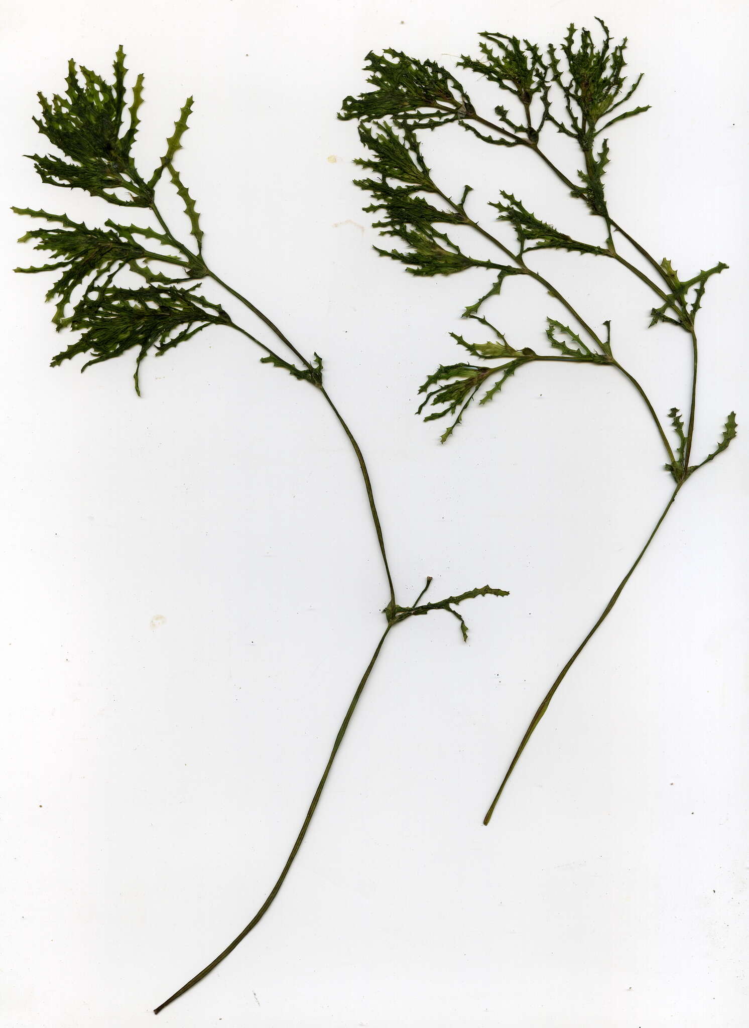 Image of Holly-leaved Naiad