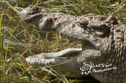 Image of Nile crocodile