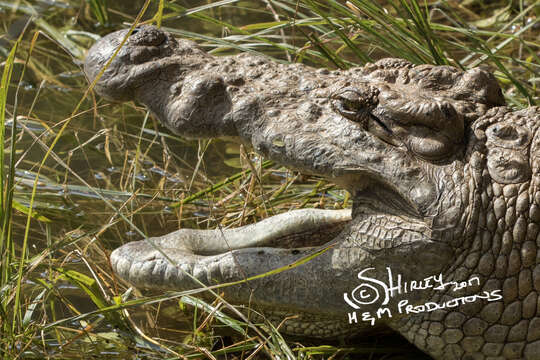 Image of Nile crocodile