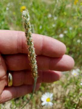 Image of California plantain