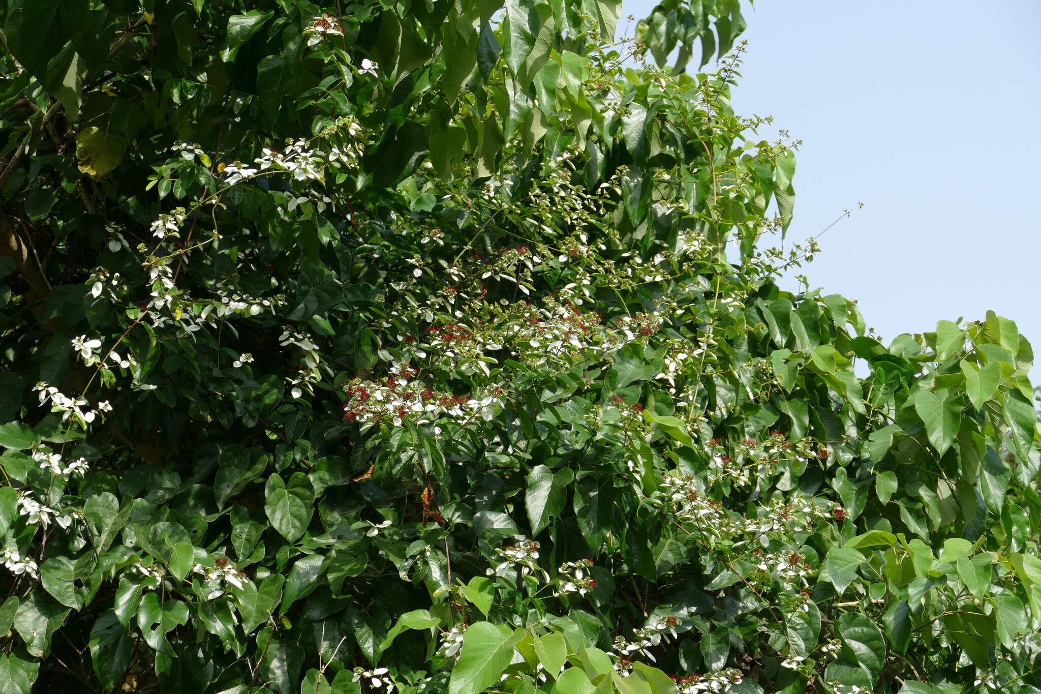 Image de Combretum racemosum Beauv.