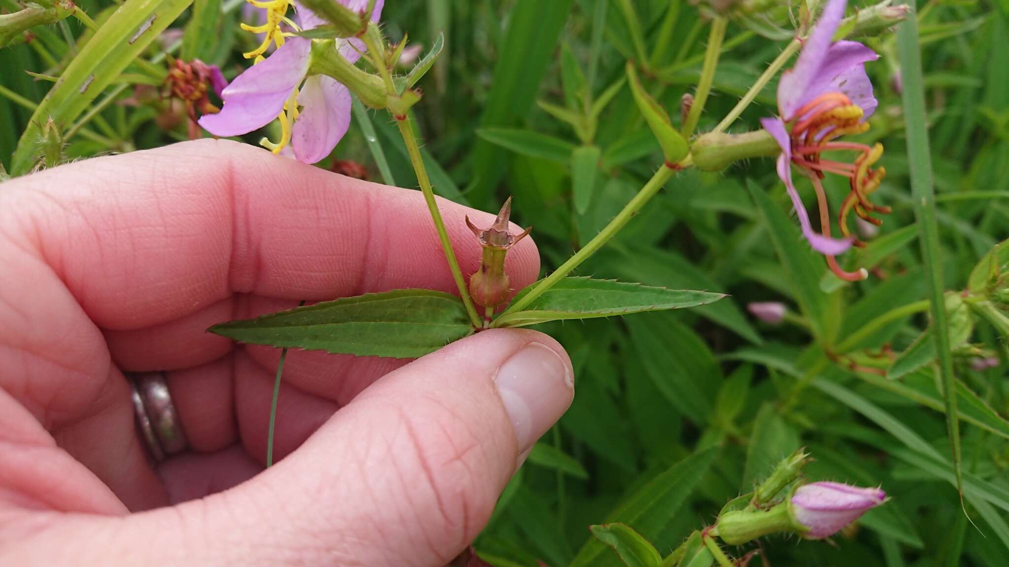 Imagem de Rhexia mariana var. interior (Pennell) Kral & Bostick