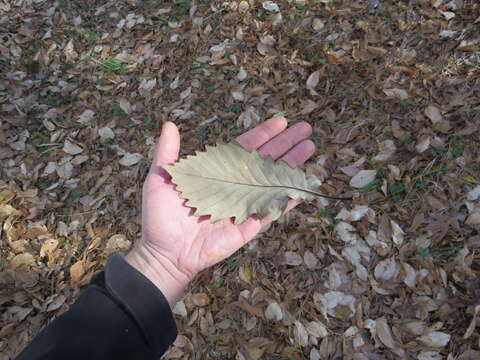 Image of Basket Oak