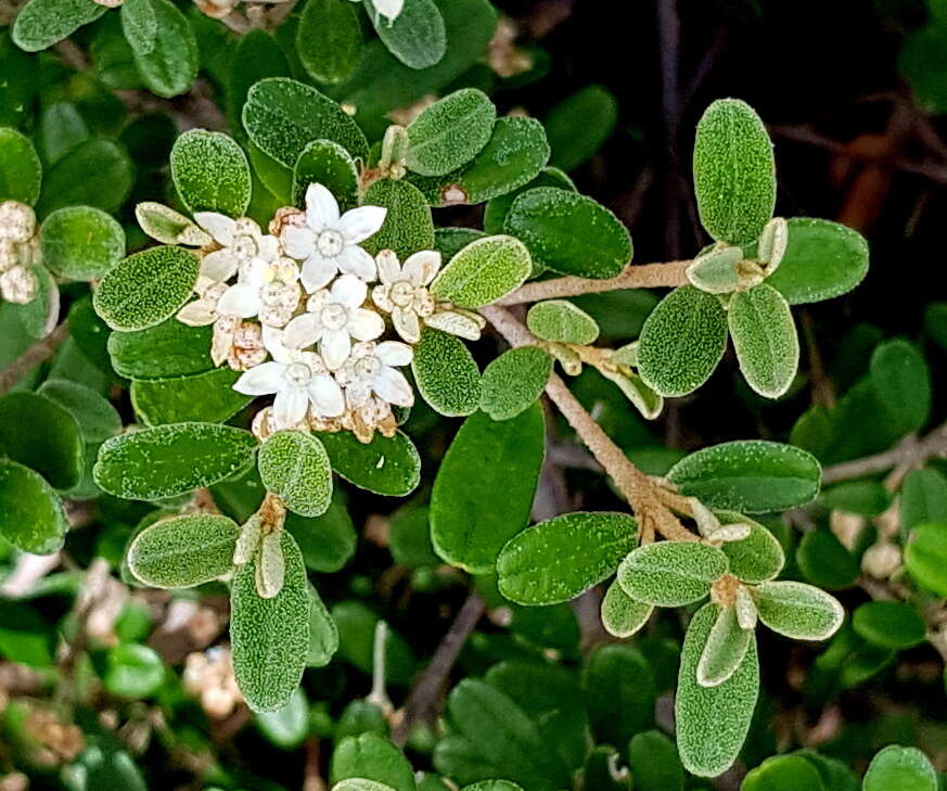 Image of Phebalium squamulosum subsp. argenteum Paul G. Wilson