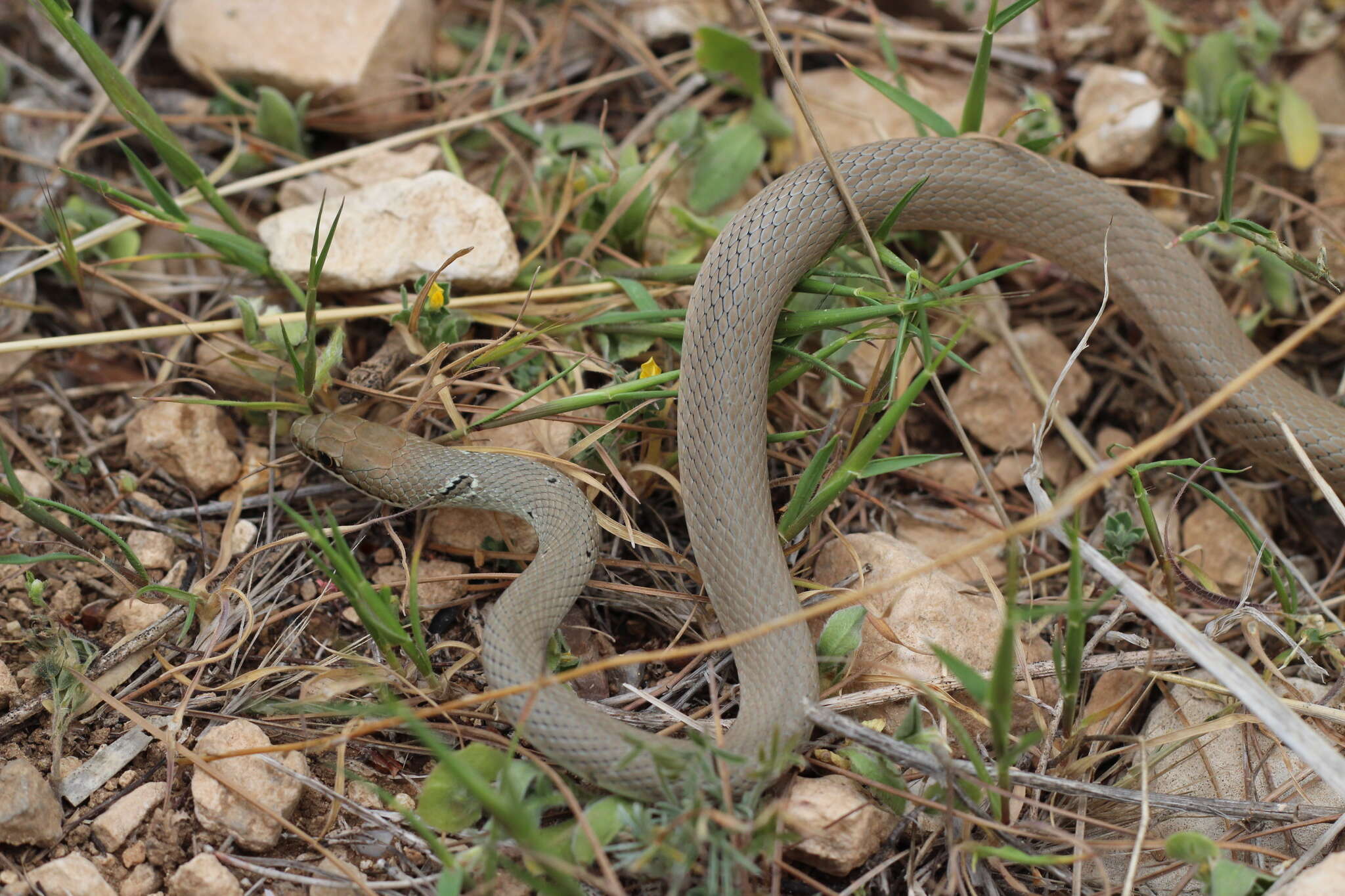 Image of Collared Dwarf Racer